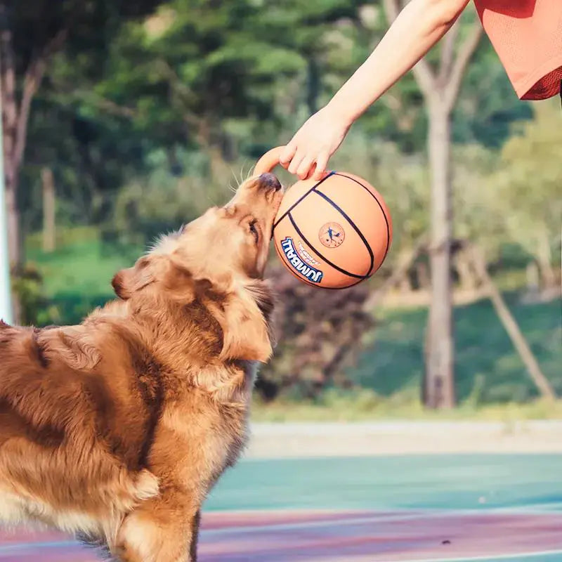 Active Pet Basketball and Football  Dog Toy