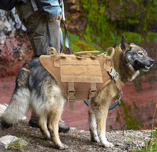Large Dog Vest with Leash and Backpack Combo