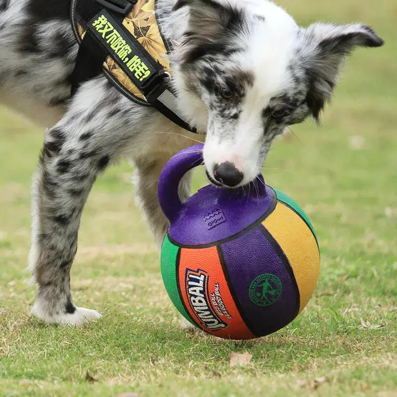 Active Pet Basketball and Football  Dog Toy